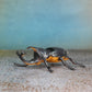 BLACK BEETLE