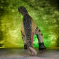 GIGANOTOSAURUS