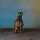 HIPPOPOTAMUS